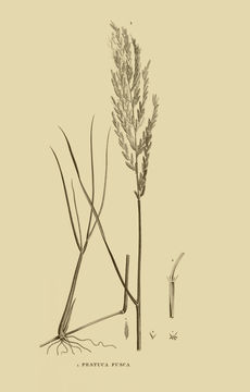 Image of <i>Leptochloa fusca</i> (L.) Kunth