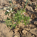 Image of Egyptian lupin