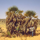 Image of Argun Palm