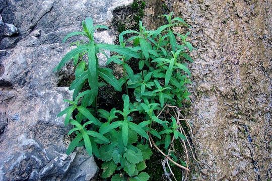 Image of Garden mint