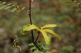 Mimosa asperata L. resmi