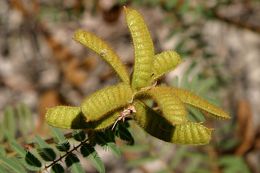 Слика од Mimosa asperata L.