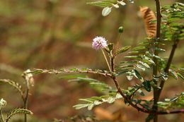 Слика од Mimosa asperata L.