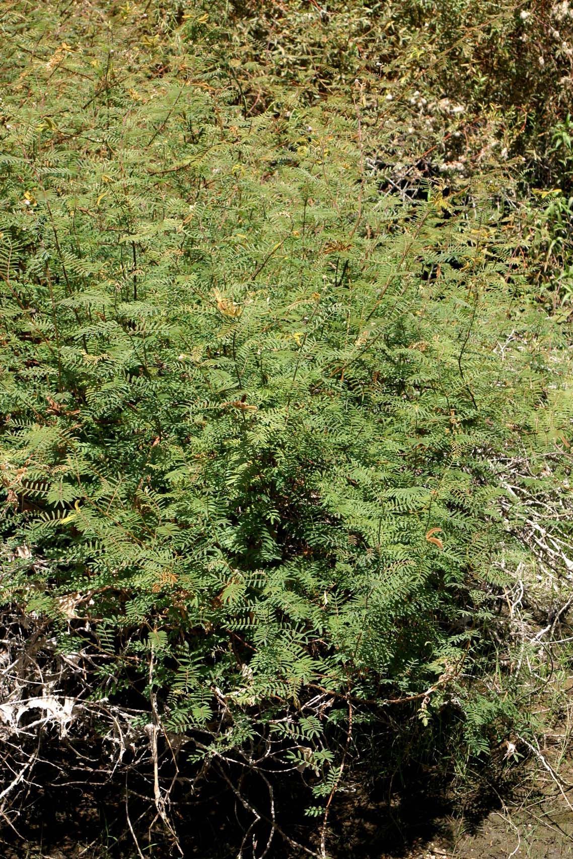 Mimosa asperata L. resmi