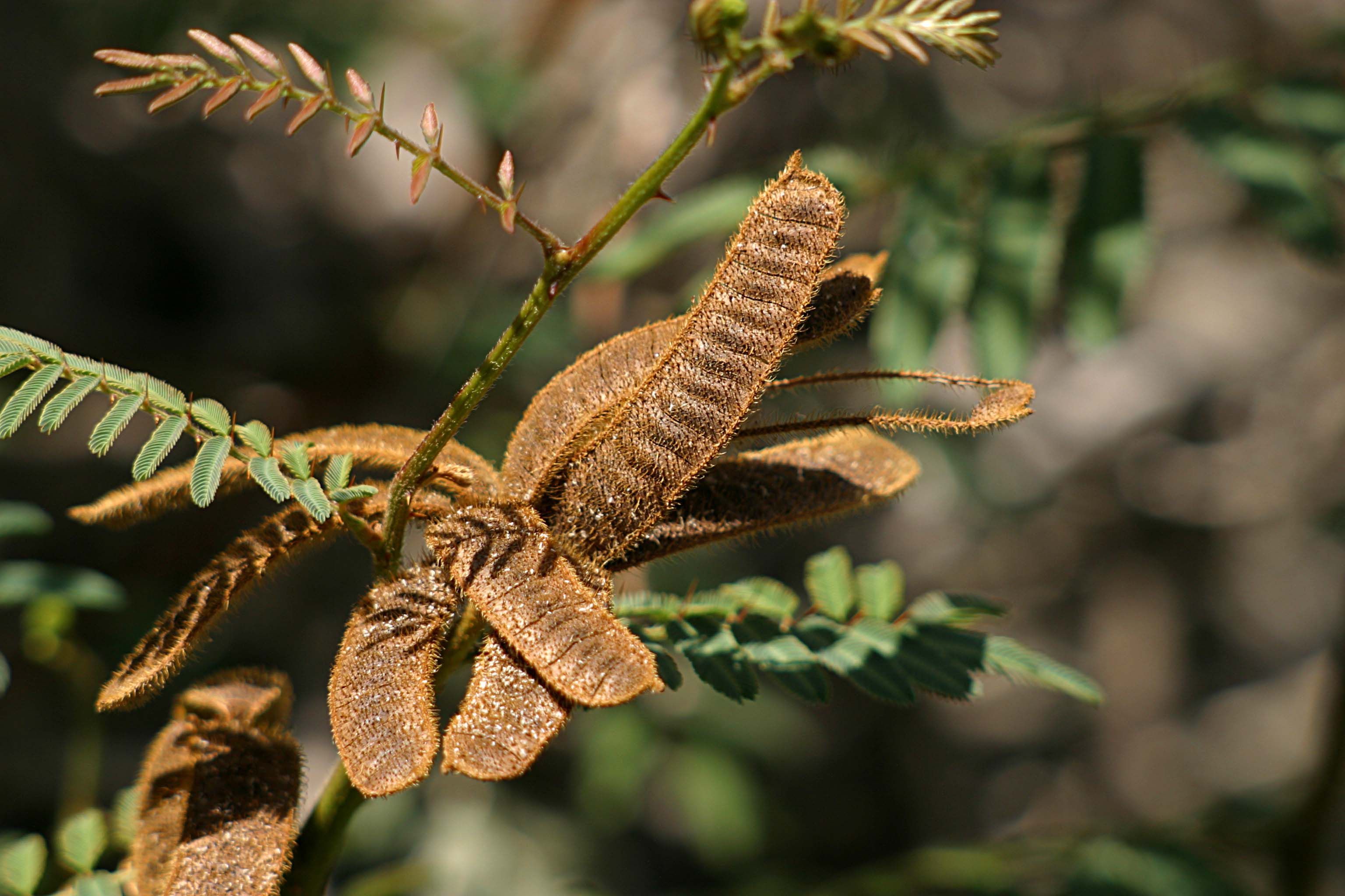 Mimosa asperata L. resmi