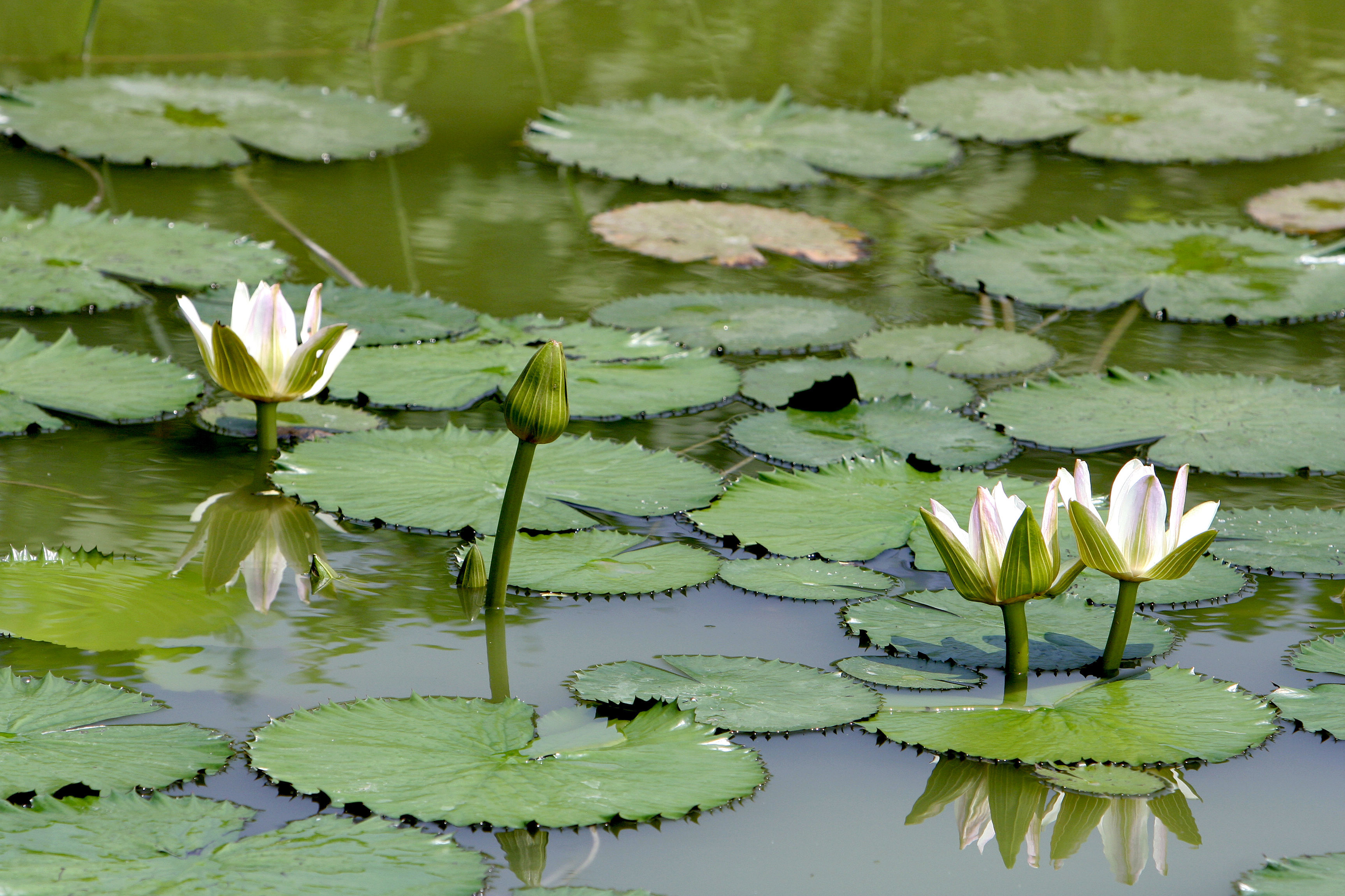 Image of Egyptian white water-lily