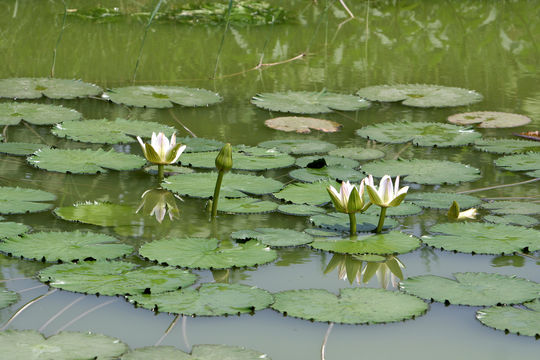 Image of Egyptian white water-lily