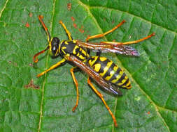 Image of Polistes associus Kohl 1898