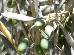 Image of olive