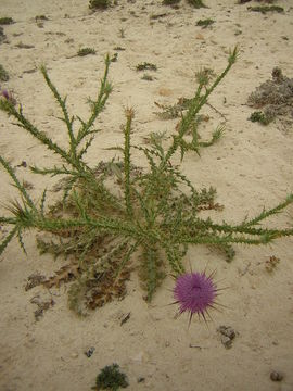 Image of Milk thistle