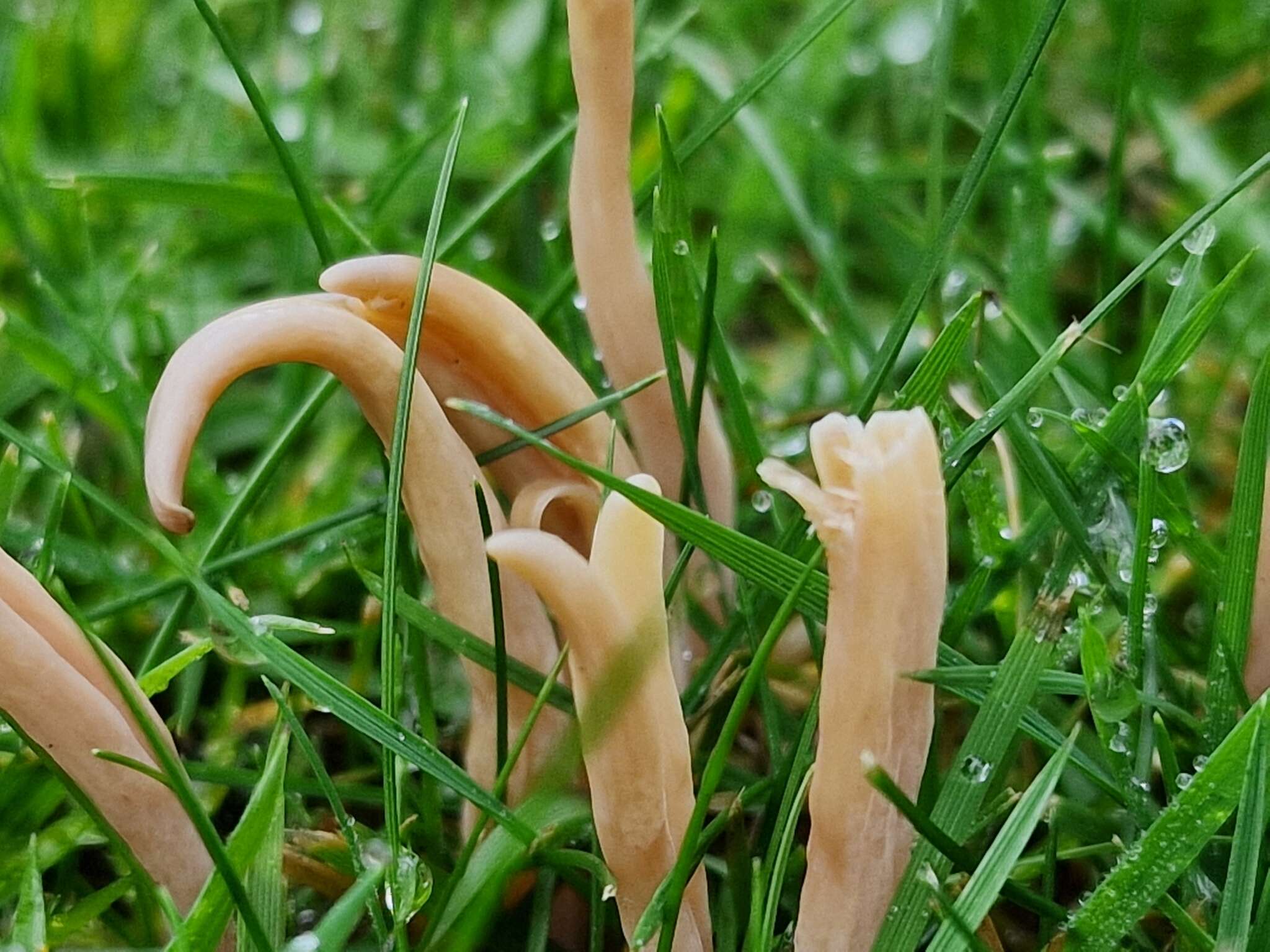 Image of Clavaria fumosa Pers. 1796