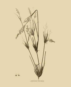 Image of desert grass