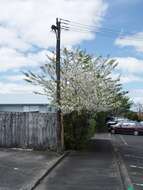 Image of Japanese flowering cherry