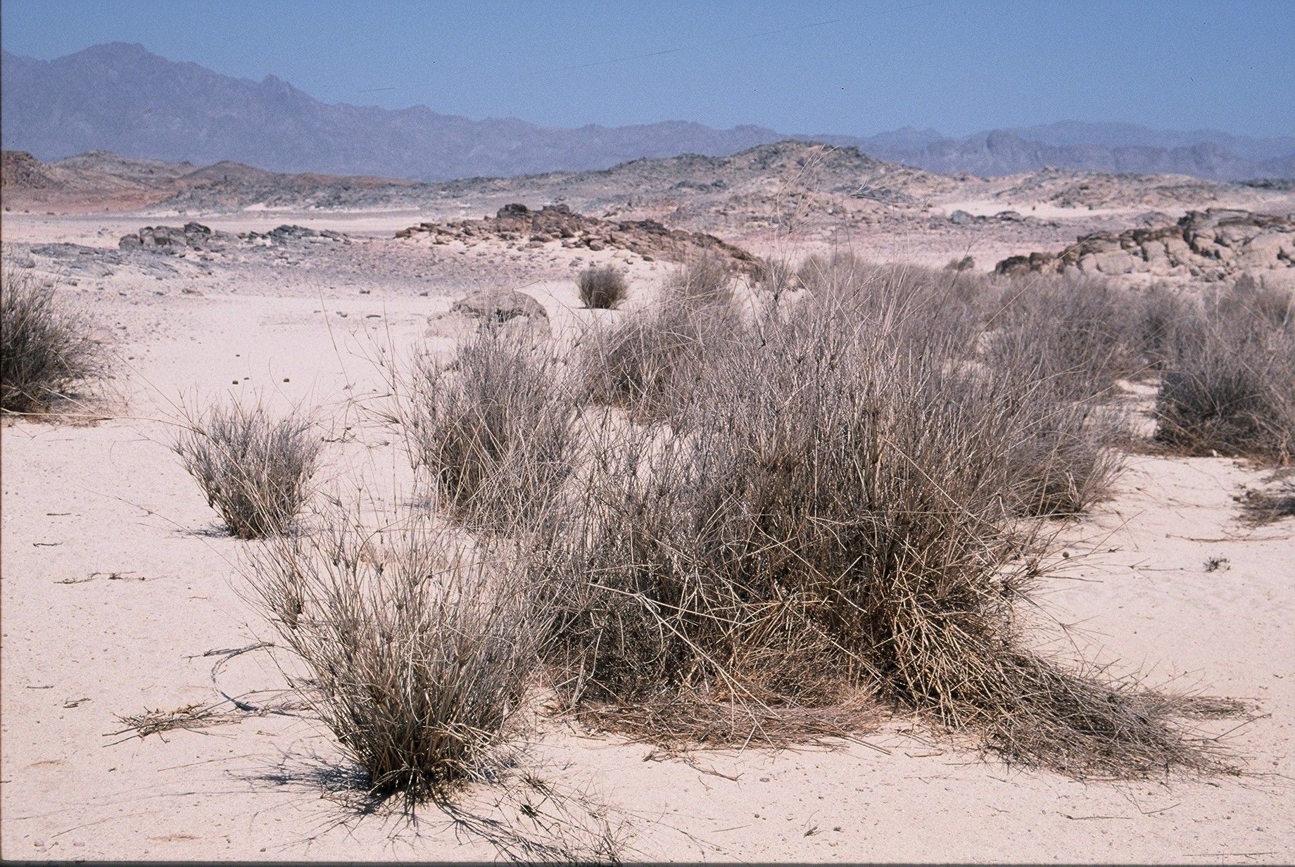 Plancia ëd Panicum turgidum Forssk.