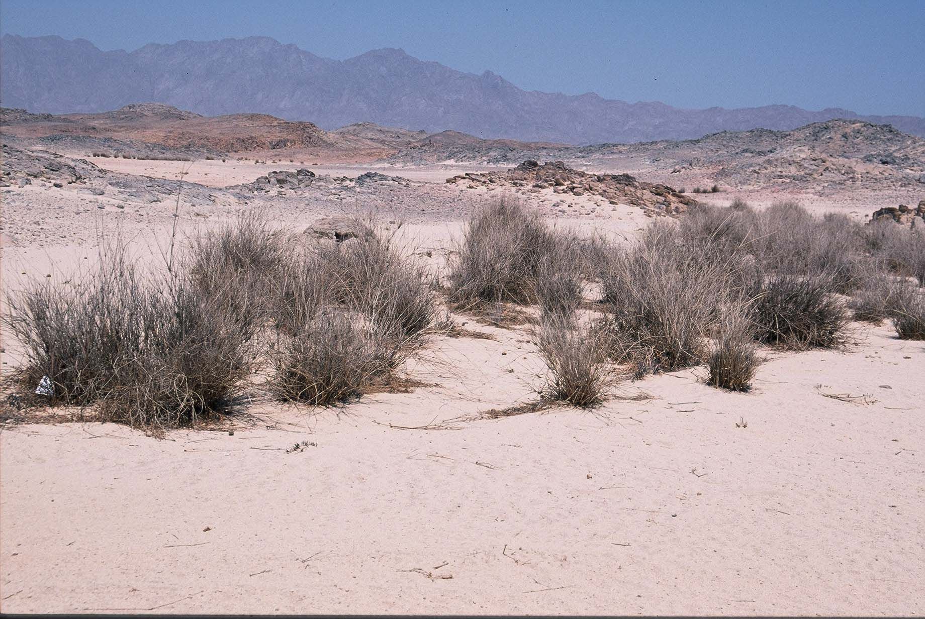 Plancia ëd Panicum turgidum Forssk.