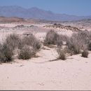 Image of desert grass