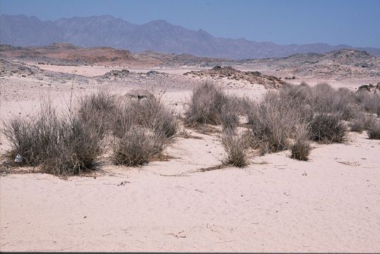 Image of desert grass