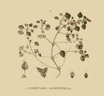 Imagem de Parietaria alsinifolia Del.