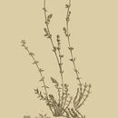 Image of <i>Paronychia arabica</i> (L.) DC.
