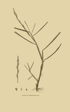 Plancia ëd <i>Paspalidium obtusifolium</i> (Delile) N. D. Simpson