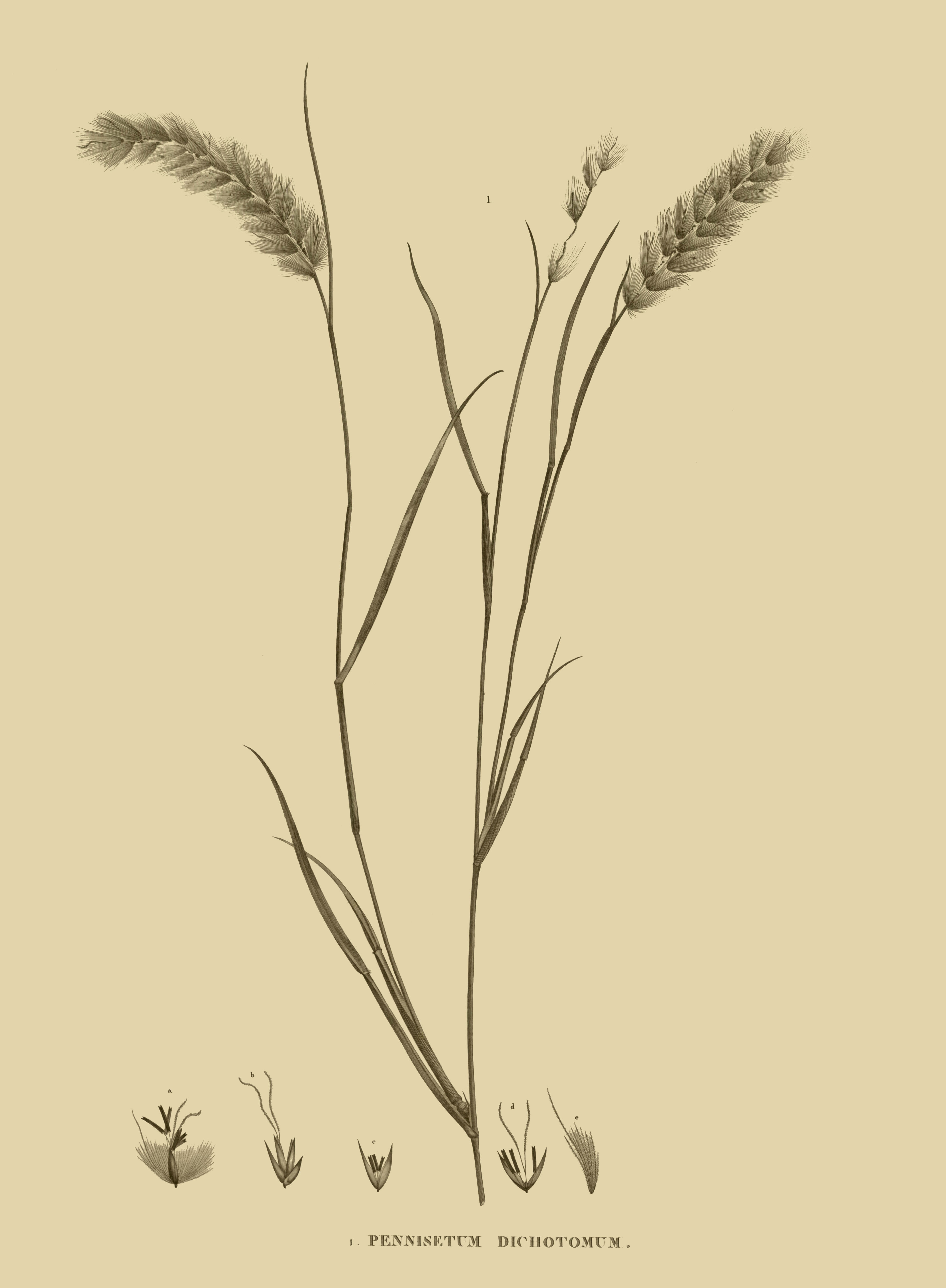 Image of <i>Pennisetum divisum</i>