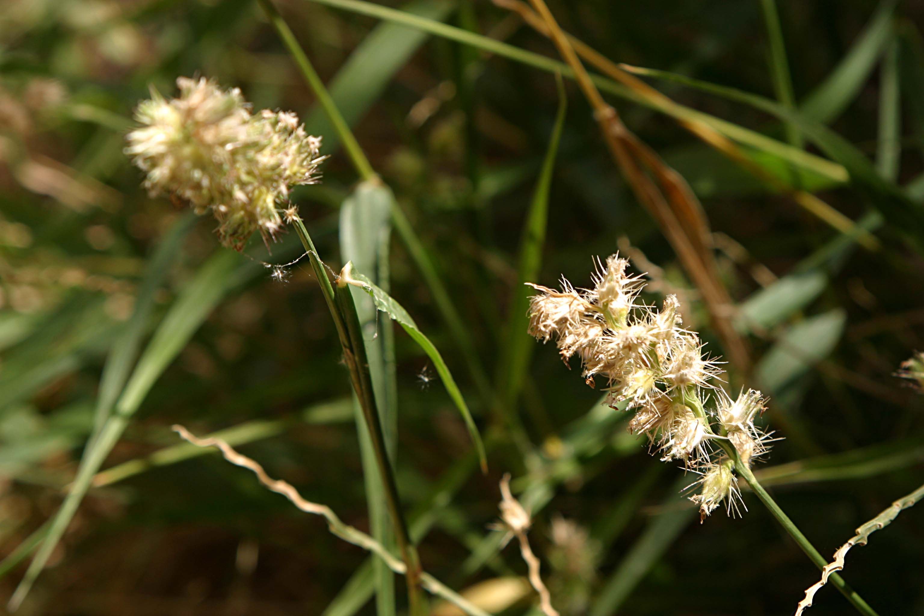 Imagem de <i>Pennisetum divisum</i>