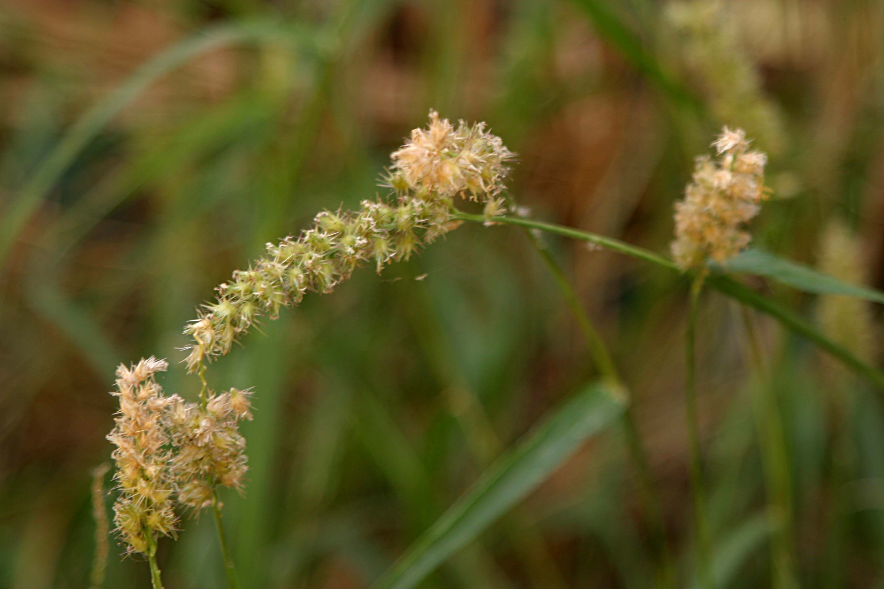 Imagem de <i>Pennisetum divisum</i>