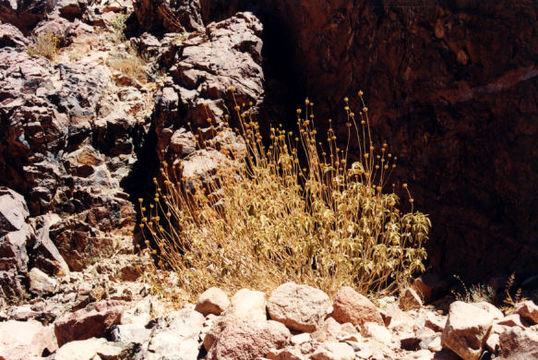 Image of Sinai Jerusalem sage