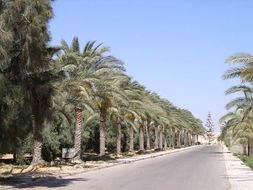 Image of date palm