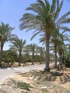 Image of date palm