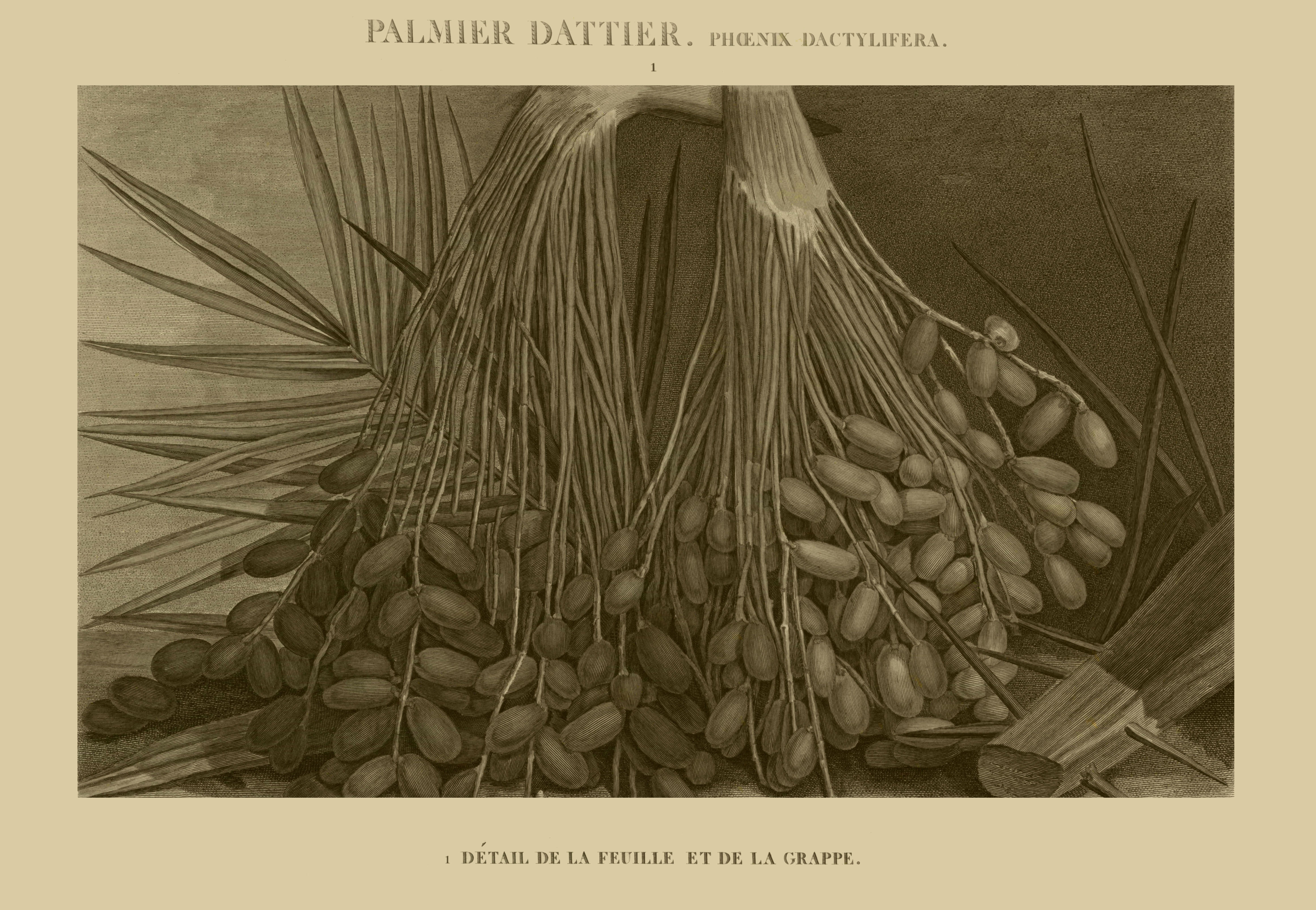 Image of date palm