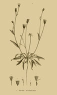 Image of Picris sulphurea Del.