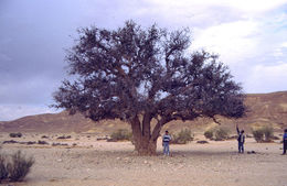 Image of Mt. Atlas mastic tree