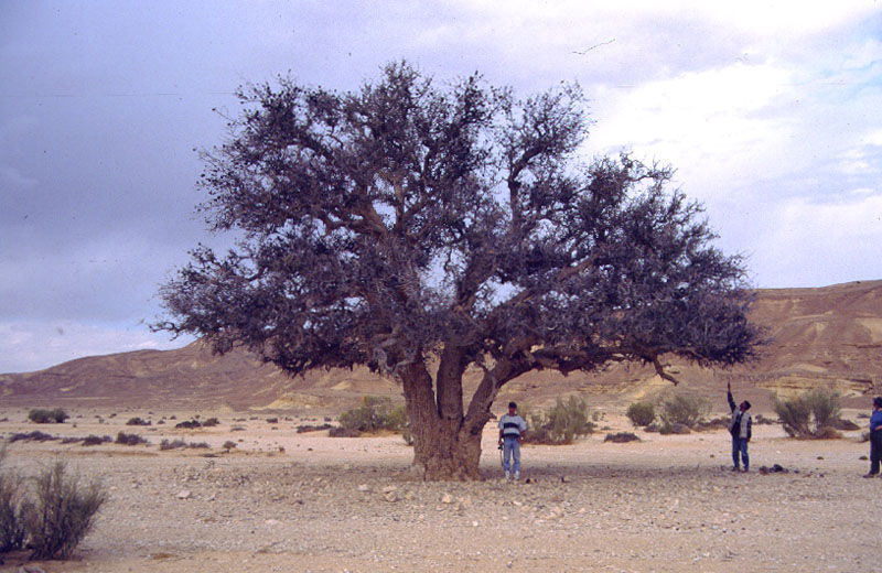 Imagem de Pistacia atlantica Desf.