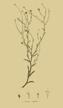 Image of <i>Pulicaria undulata</i> (L.) C. A. Mey.