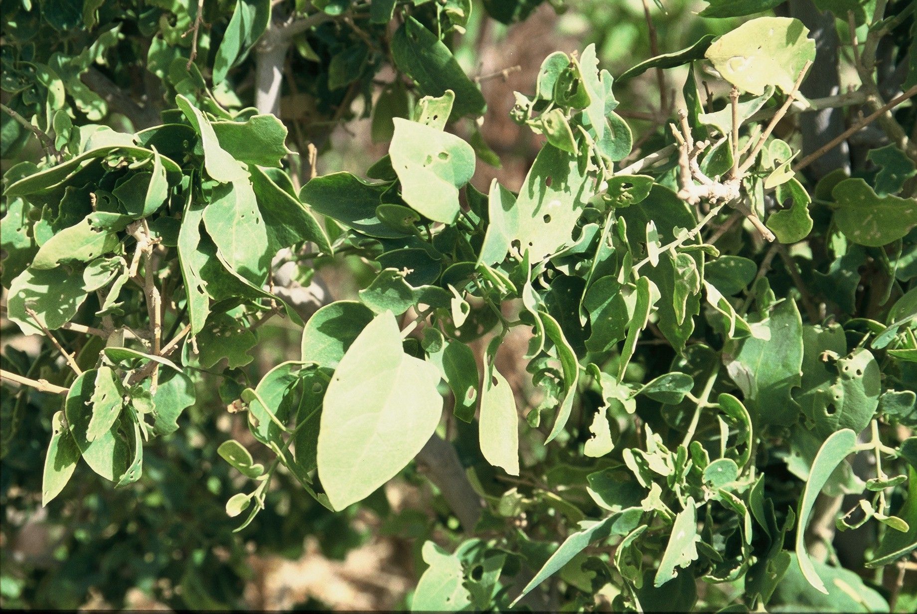 Image of mustard-tree family