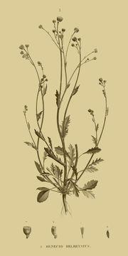 Image of Senecio belbeysius Del.