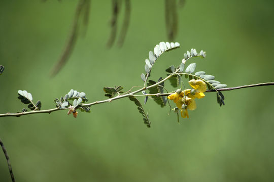 Image of Egyptian riverhemp