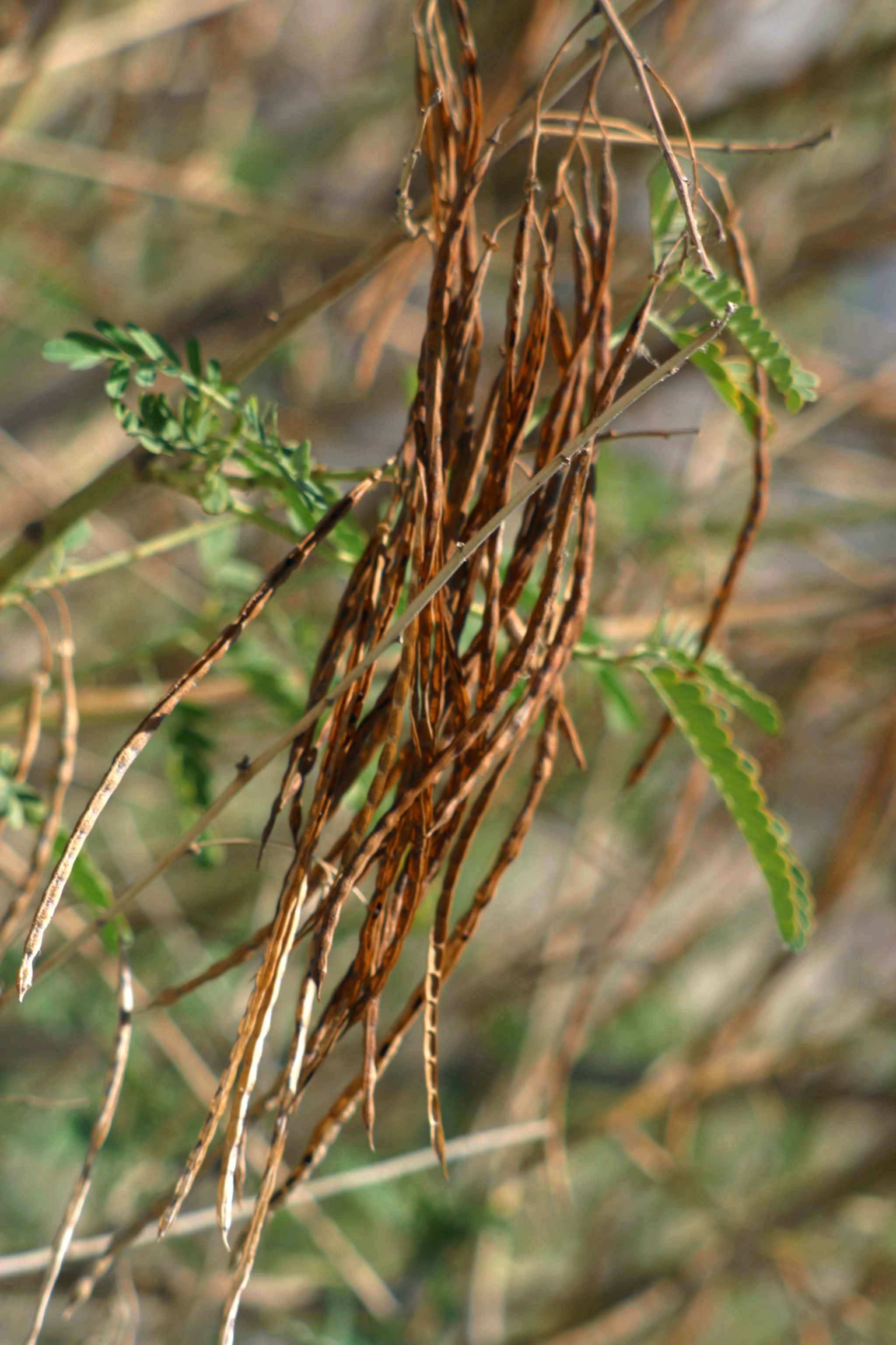 Image of Egyptian riverhemp