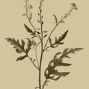Image of Sinapis arvensis subsp. allionii (Jacq.) Baillarg.
