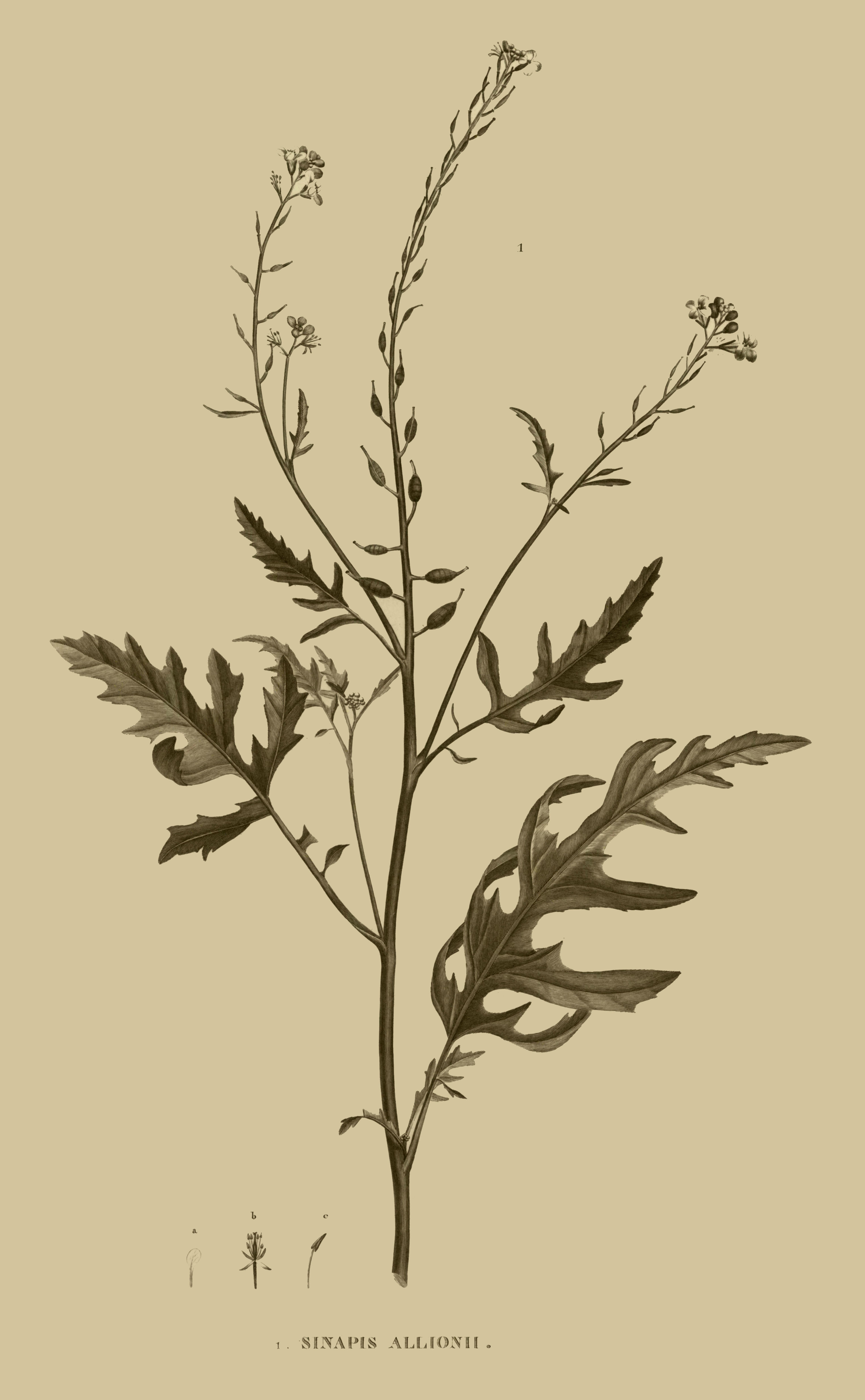 Image of <i>Sinapis arvensis</i> ssp. <i>allionii</i> (Jacq.) Baillarg.