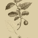 Image of <i>Solanum coagulans</i> Forssk.