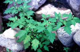 Image of Black nightshade