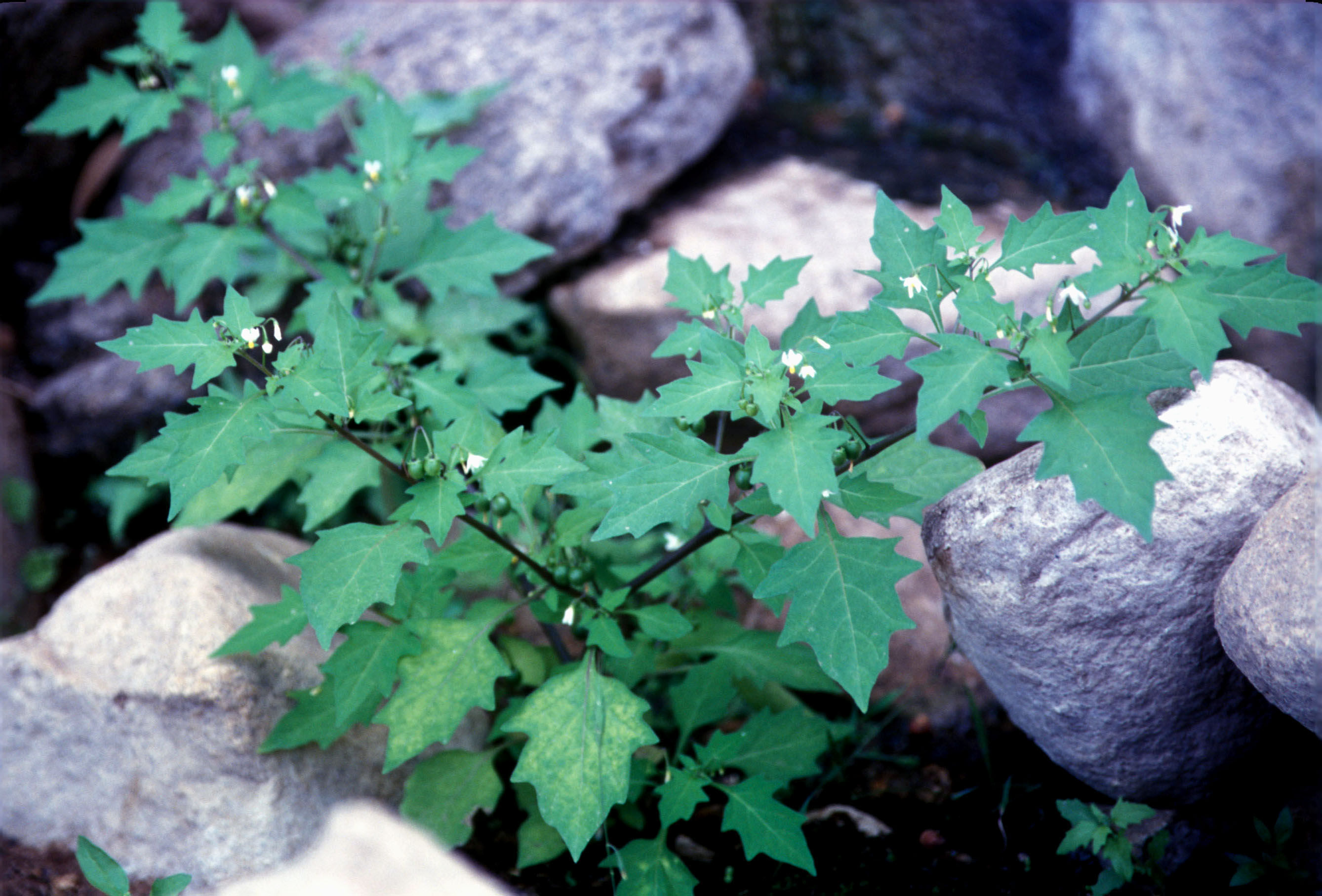 Image of Black nightshade