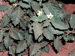Image of <i>Solanum sinaicum</i>