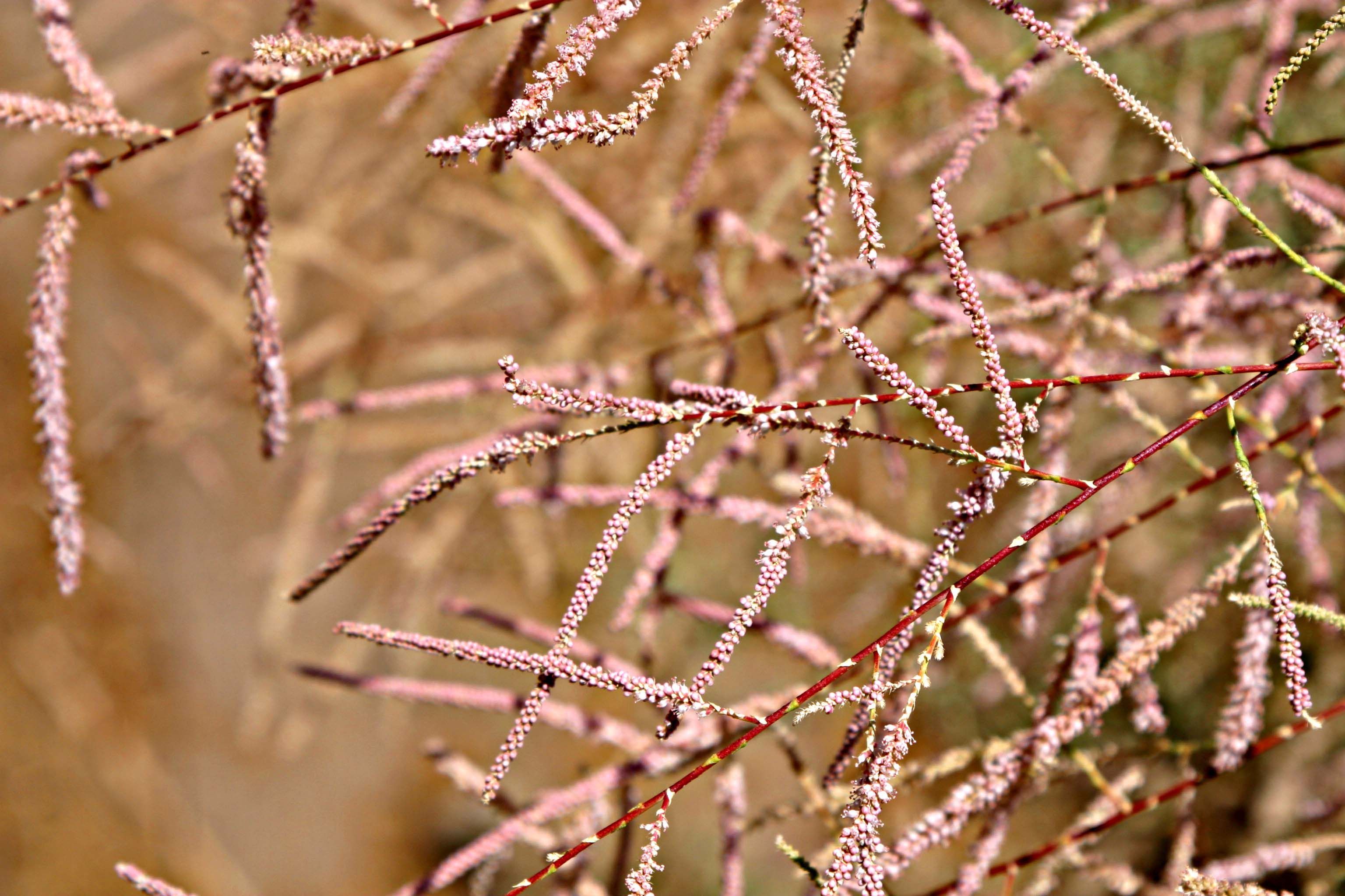 Plancia ëd Tamarix nilotica (Ehrenb.) Bunge