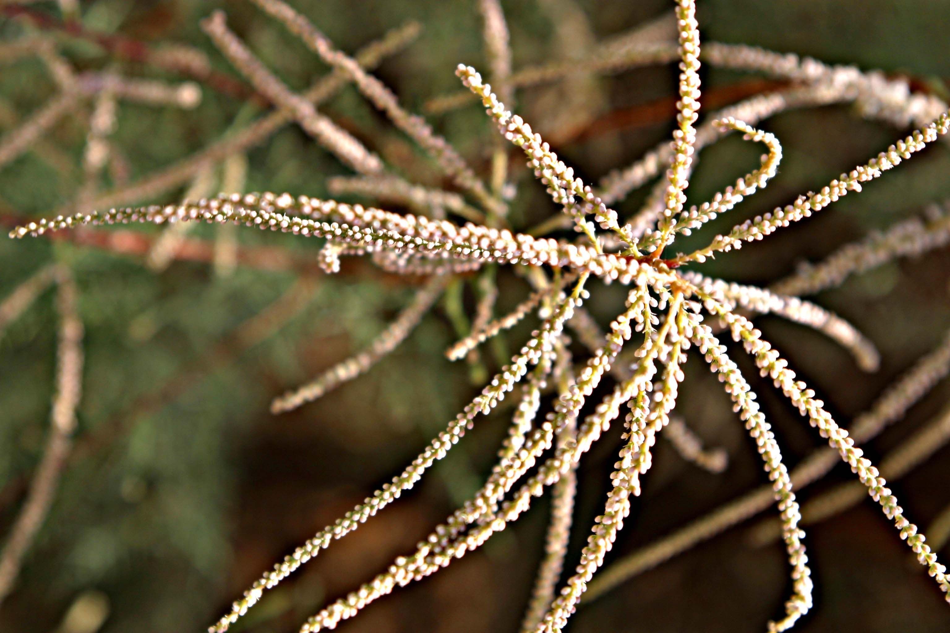 Plancia ëd Tamarix nilotica (Ehrenb.) Bunge