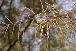 Image of Nile tamarisk