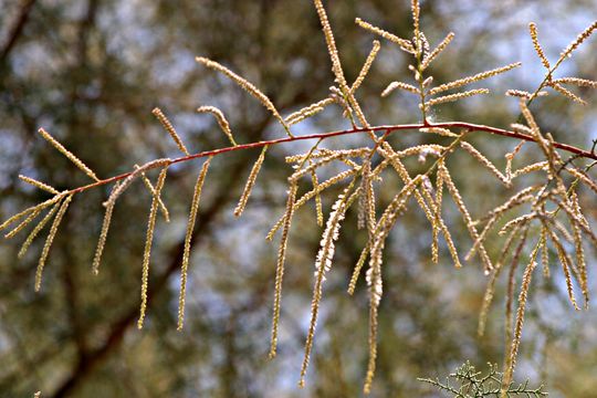 Imagem de Tamarix nilotica (Ehrenb.) Bunge