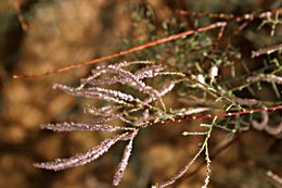 Image of Nile tamarisk